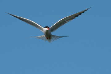 Common tern (Sterna hirundo)
