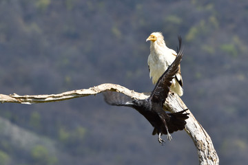 Egyptian Vulture and a Raven