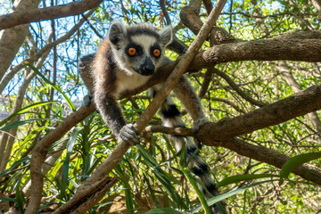 Ring Tailed Lemur  kata ,Portrait,Close up Ring-tailed lemur.Wild nature Madagascar