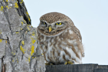 Little Owl on a tree