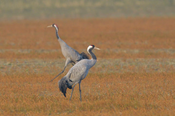 Common Cranes, on the field, in spring migration