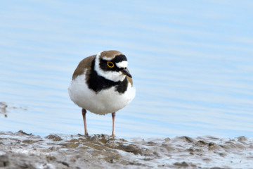 Little ringed plover on water shore