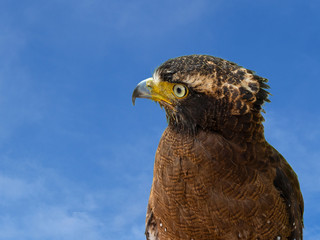 (Close Up) Peregrine falcon portrait.