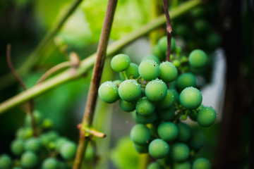 Branches of unripe grape in the vineyard. Selective focus. Shallow depth of field.