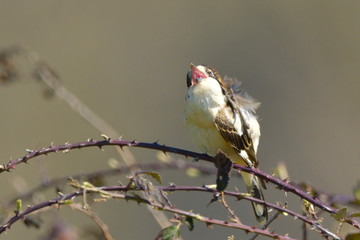 Woodchat shrike on a branch