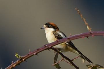 Woodchat shrike on a branch