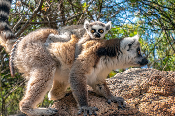 Ring Tailed Lemur  kata ,Close up Ring-tailed lemur baby and mother.Wild nature Madagascar
