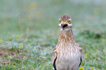 Eurasian stone curlew on the ground