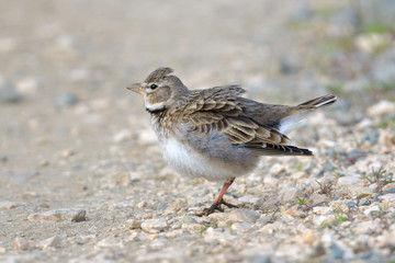 Calandra lark on the ground