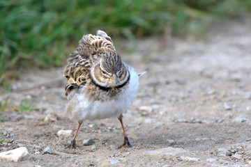Calandra lark on the ground