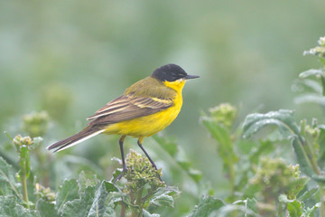 Yellow Wagtail in Springtime