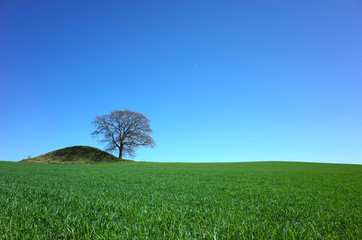 Perfect nature background, Fresh green wheat field and lonely tree next to ancient viking burial hill under clear blue sky, south Sweden