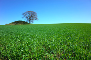 Perfect nature background, Fresh green wheat field and lonely tree next to ancient viking burial hill under clear blue sky, south Sweden