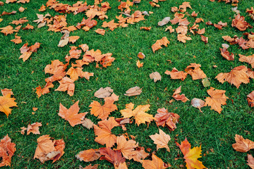 Leaves fall on green grass