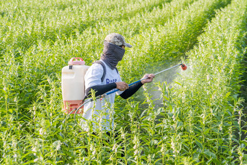 A young man farmer master is spraying pesticides (farm chemicals) on his own sesame field to prevent pests and plant diseases in the morning, close up, Xigang, Tainan, Taiwan