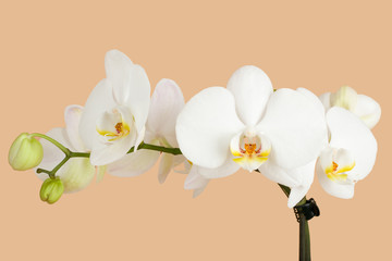 romantic branch of white orchid on beige background
