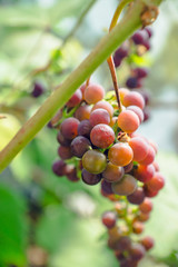 Branches of unripe grape in the vineyard. Selective focus. Shallow depth of field.