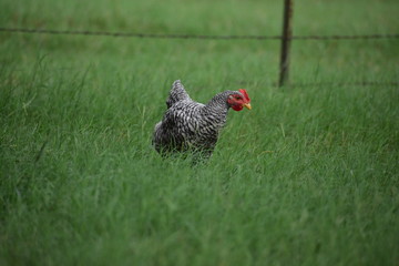 black and white rooster free ranging in thick green grass