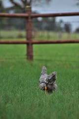 black and white rooster free ranging in thick green grass