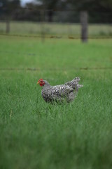 black and white rooster free ranging in thick green grass