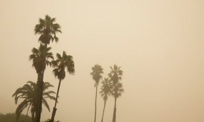 Foggy Santa Monica Morning, California palm trees in the early morning haze