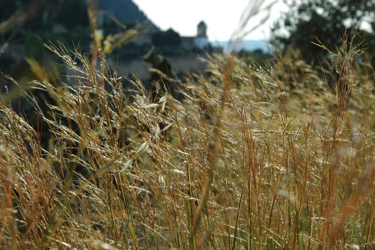 Hierba oto&ntilde;al