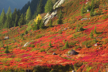 Red autumn Chamonix in the Alps