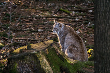 Lynx with backlight