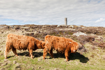 Cows in Castletown area