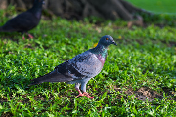 Pigeon in the Park , Thailand