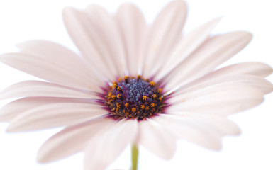 DIMORPHOTECA  U OSTEOSPERMUM