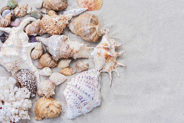 Seashells on the sand. Summer beach background in Thailand with copy space for text