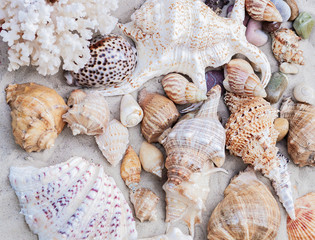 Seashells on the sand. Summer beach background in Thailand 