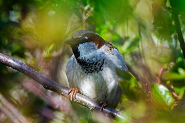 sparrow 
