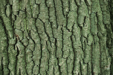 old wood tree bark texture