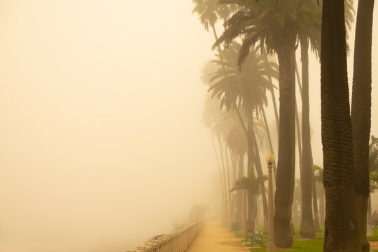 Foggy Santa Monica Morning, California Palm Trees In The Early Morning Haze