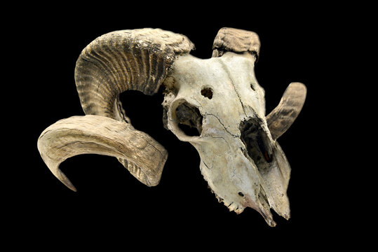 goat skull with horns on black isolated background