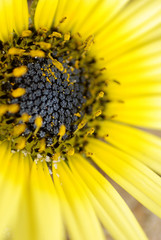 MACRO DE MARGARITAS AMARILLAS