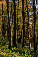 Fototapeta premium las jesienią 