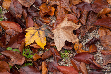 texture of wet autumnal leaves falling on the floor in urban park