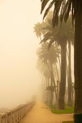 Foggy Santa Monica Morning, California palm trees in the early morning haze