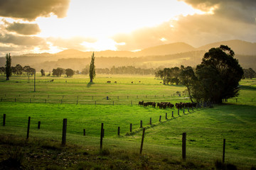 Australian cattle farm in Victoria, Australia