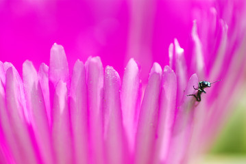 INSECTO Y FLOR