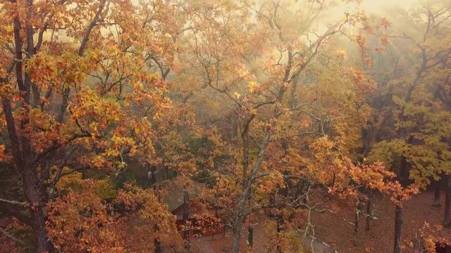 Beautiful autumn forest at sunset. aerial view. The sun's rays make their way through the foliage.