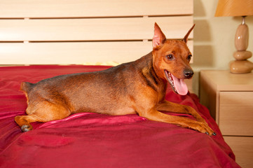 Purebred Miniature Pinscher in the interior