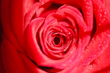 UNA ROSA CON GOTAS DE AGUA EN MACRO