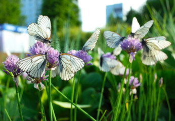 White butterflies with black veins gathers nectar on purple wild onion flower in city garden, Close...
