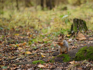 Naklejka na ściany i meble squirrel in the autumn park
