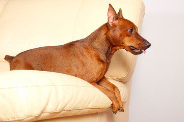 Purebred Miniature Pinscher in the interior