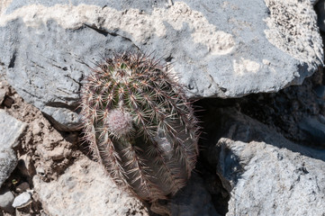 Echinocereus
